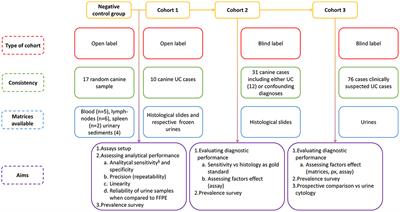 Validation of a Liquid Biopsy Protocol for Canine BRAFV595E Variant Detection in Dog Urine and Its Evaluation as a Diagnostic Test Complementary to Cytology